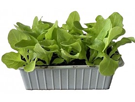 salát PIA vanička 15ks