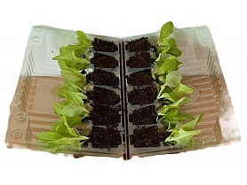 salát PIA menší kořenový bal v BOXU