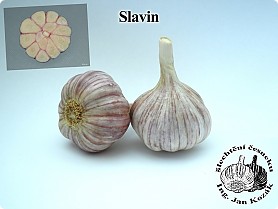 slavin[2].jpg