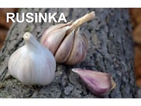 RUSINKA