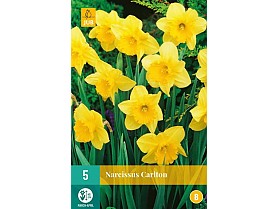 Narcis CARLTON