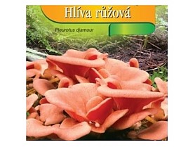 Hlíva růžová