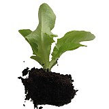 Salát PIA přísada trhaná AGRI