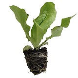 Salát PIA přísada balíčková AGRI