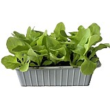  Salát PIA přísada vanička s 15ks AGRI