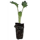 Kedluben bílý - přísada balíč.CINDY AGRI