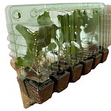 Květák OVIEDO přísada balíč.v přepr.boxu 12ks AGRI