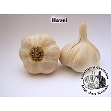 Sadbový česnek HAVEL10-16 cib.palič.