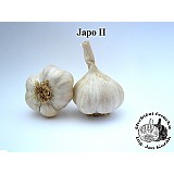 Sadbový česnek JAPO II 3-4 cib.NEP.