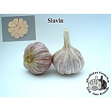 Sadbový česnek SLAVIN 3-4 cib,Pal.