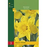 Narcis žlutý Rip va Winkle 5ks