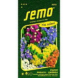 Statice směs SINUATA - LIMONKA