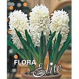 Hyacint Carnegie 3 cibule