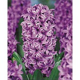 Hyacint Miss Saigon 3 cibule