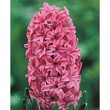 Hyacint Pink Pearl 3 cibule