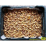 Sazečka ozimá 1kg SHAKESPEARE 8-16