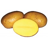 Sadba brambor SANTERA polorané 5 kg