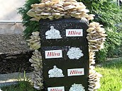 Hlíva ústřičná 22 l